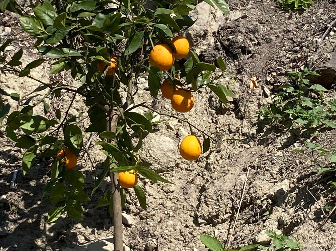 Ventnor Botanic Garden-文特诺必去景点