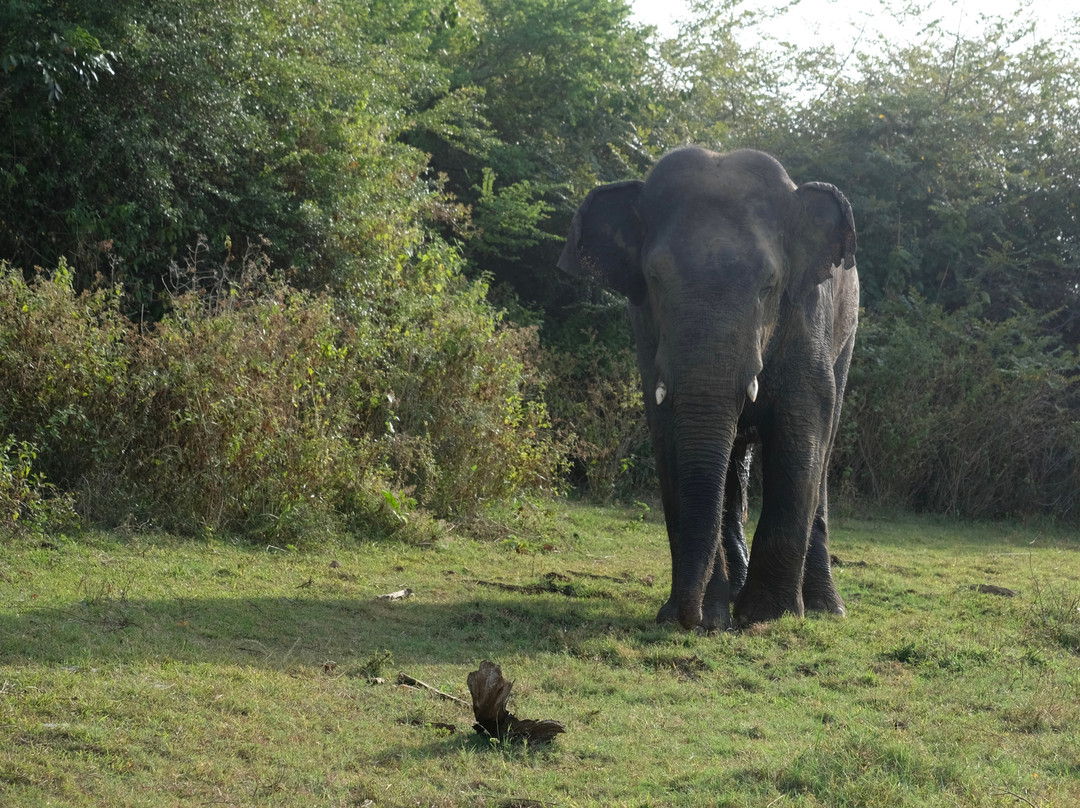Prasanna Safari Udawalawe-乌达瓦拉维国家公园必去景点