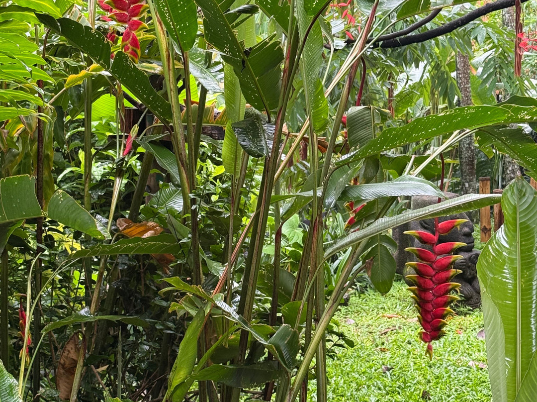 Pura Vida Hotel主图