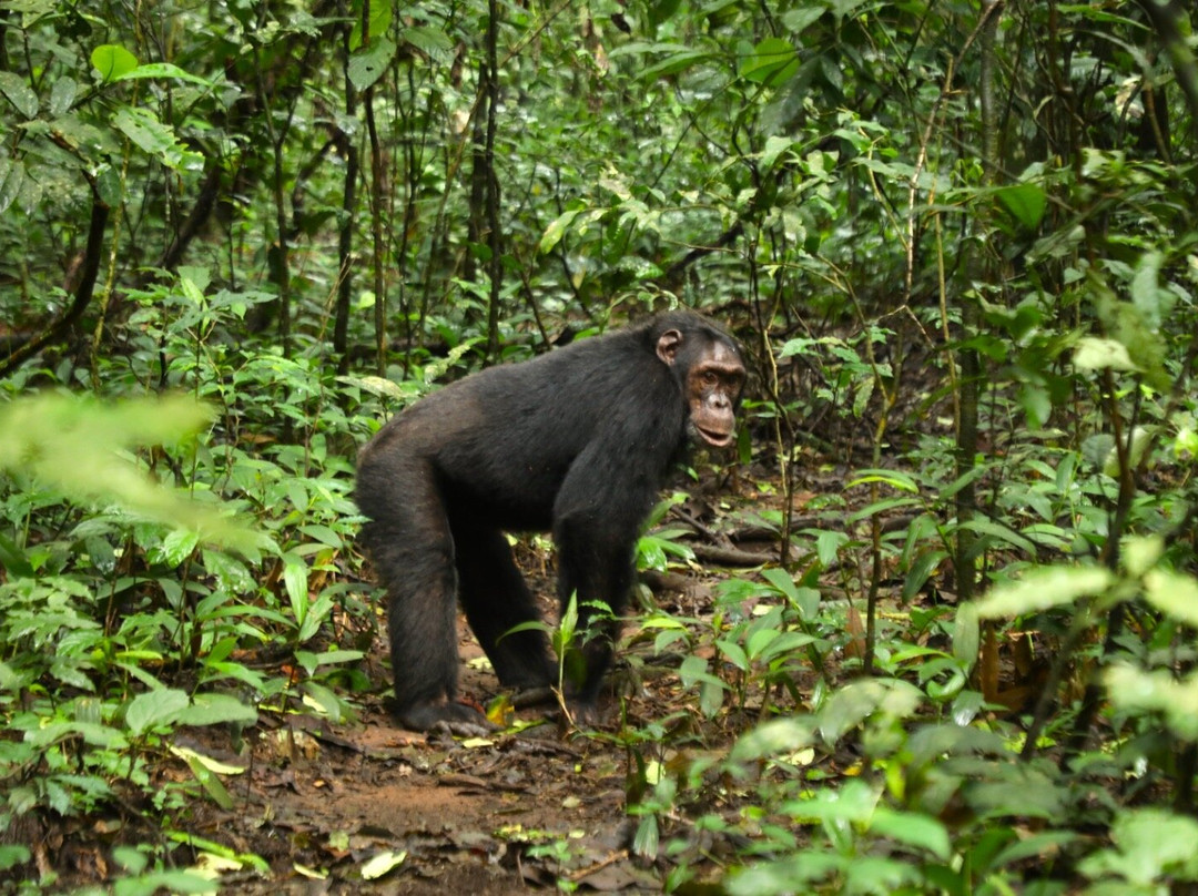 Astellar Travels Africa-内罗毕必去景点