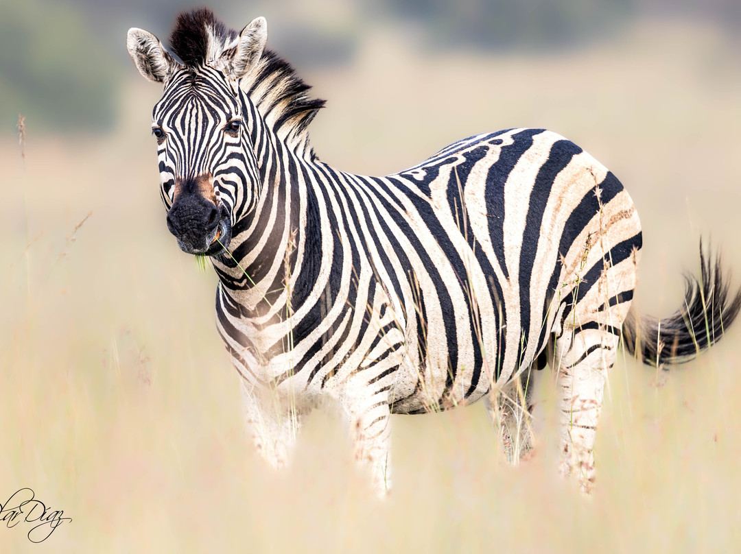 Bafazi Safari and Tours-雾观必去景点