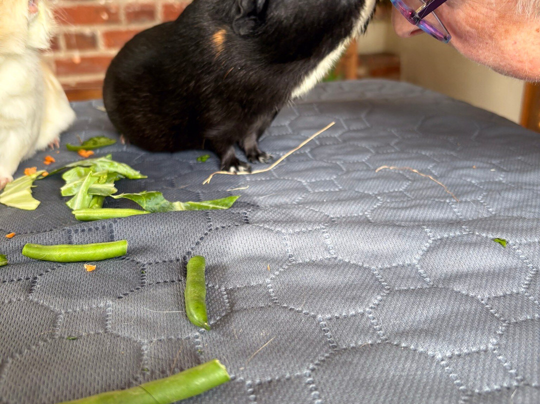 Cavies & Cake-Fakenham必去景点