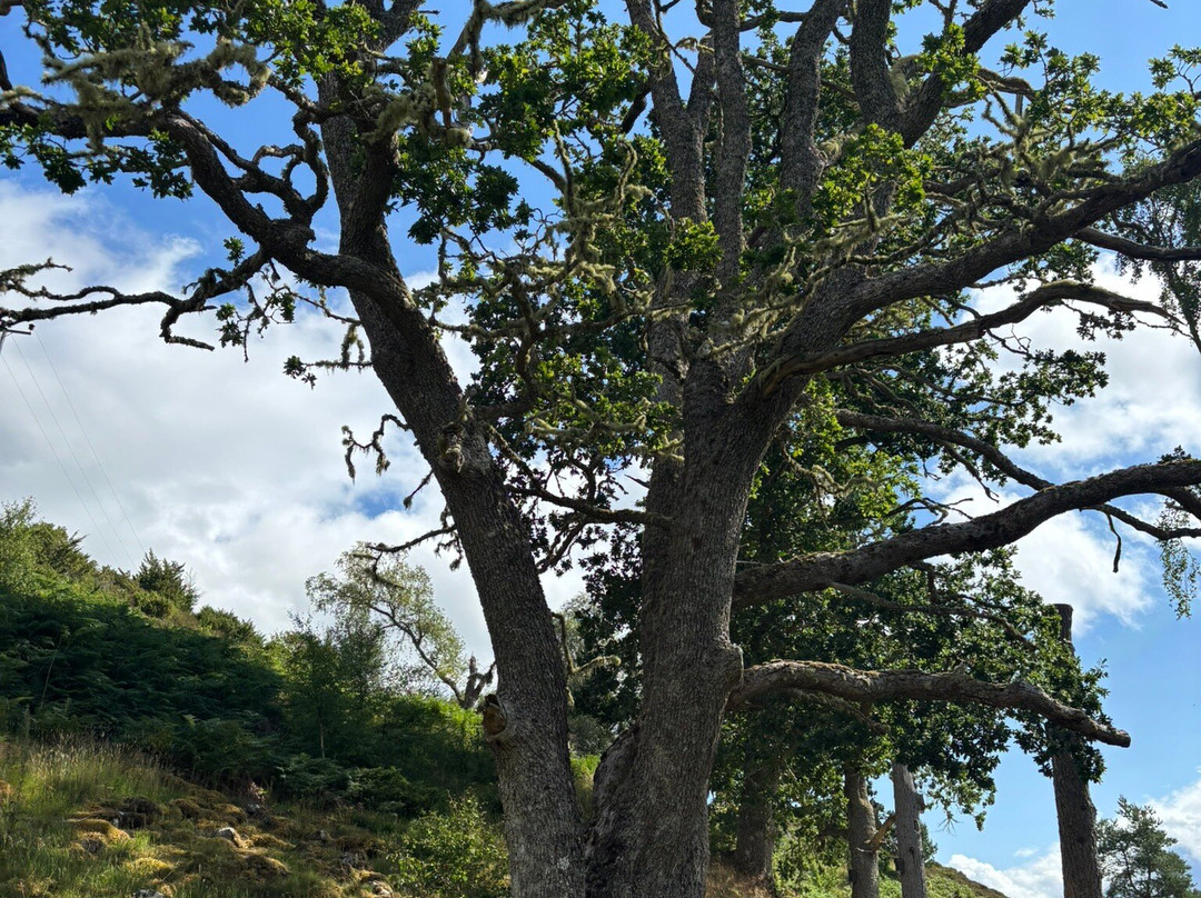 Dundreggan Rewilding Centre-因弗内斯必去景点