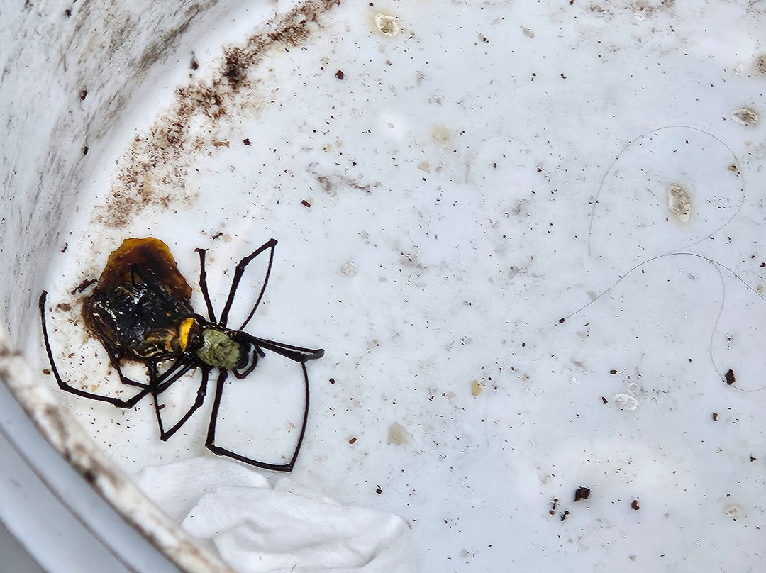 Bato Springs-圣巴勃罗必去景点