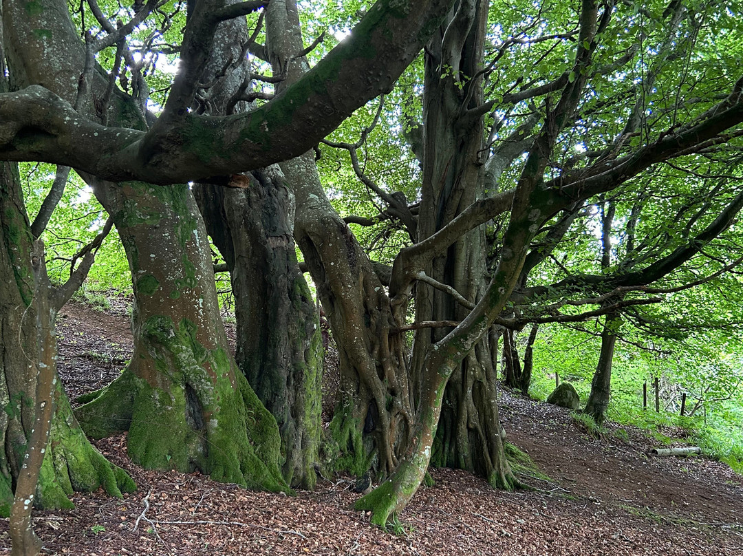 Kingscross Viking Fort-Whiting Bay必去景点
