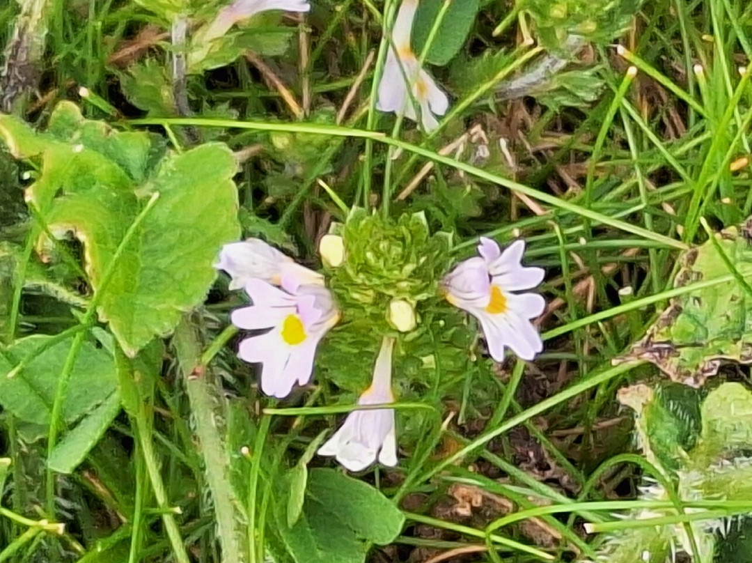 Papay Peedie Tour-Papa Westray必去景点