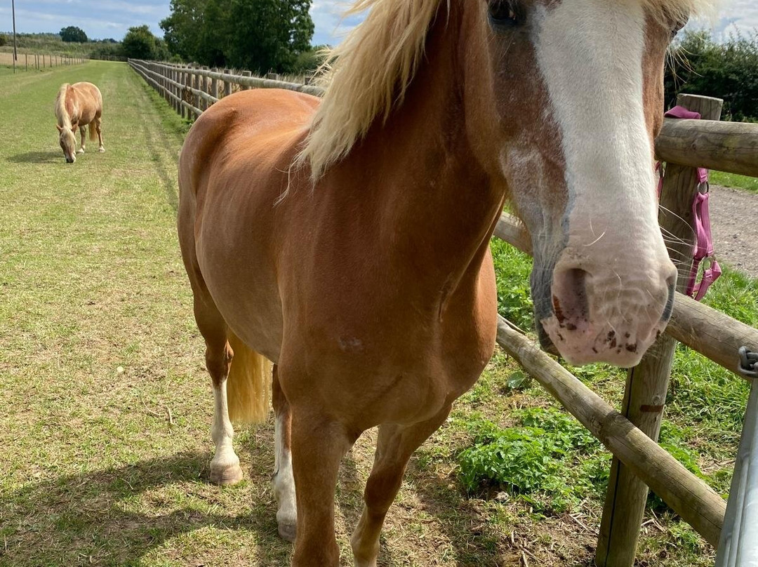 Bransby Horses-Bransby必去景点