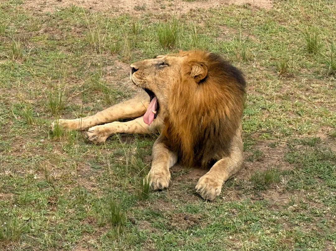 Mukisa Safaris-坎帕拉必去景点