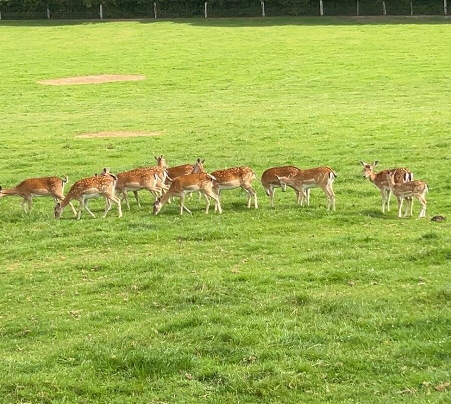 Rêve de Bisons-Muchedent必去景点