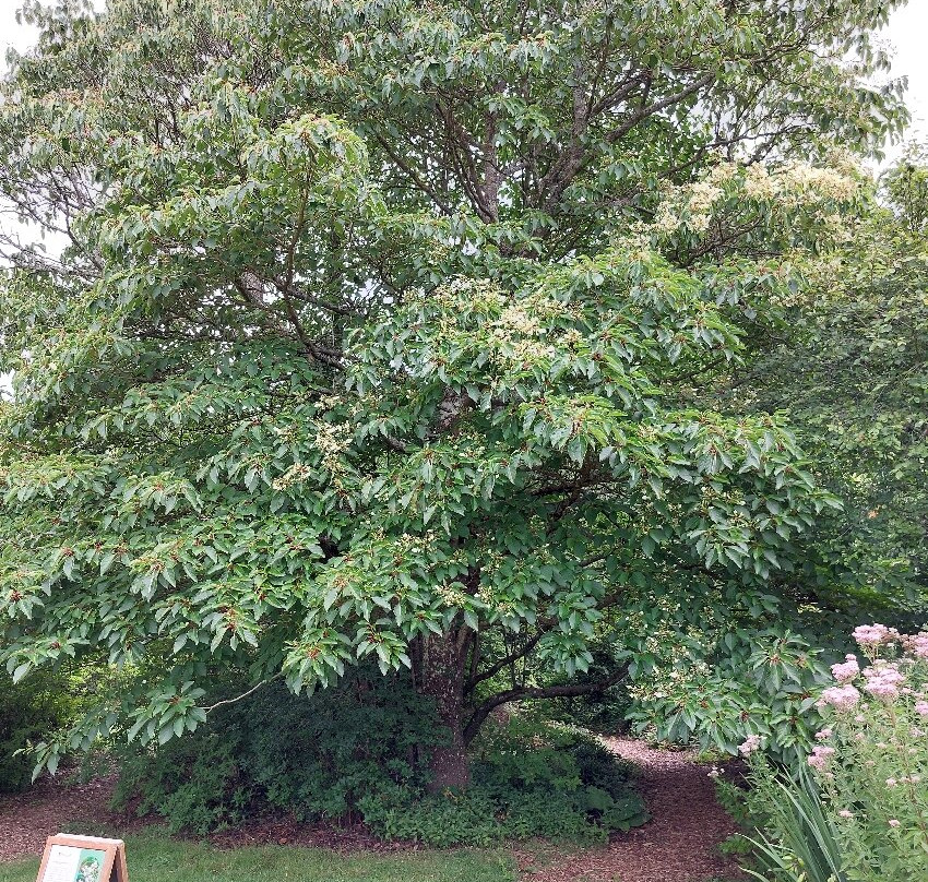 Borde Hill Garden-Haywards Heath必去景点