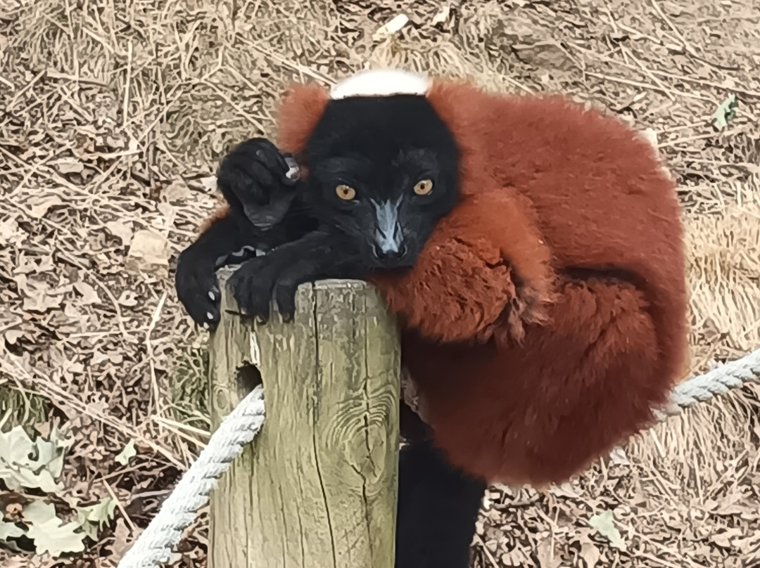 Parc Animalier d'Auvergne-Ardes必去景点