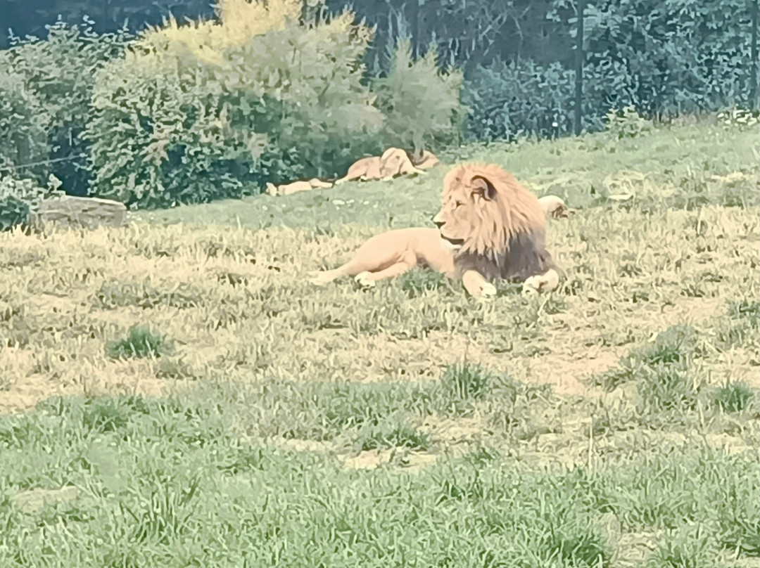 Parc Animalier d'Auvergne-Ardes必去景点