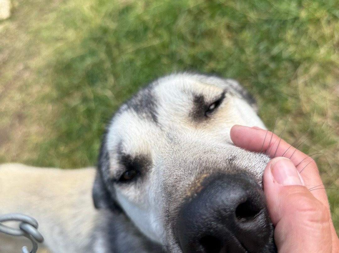 Ilonka Farm & Cafe-伊瓦洛必去景点