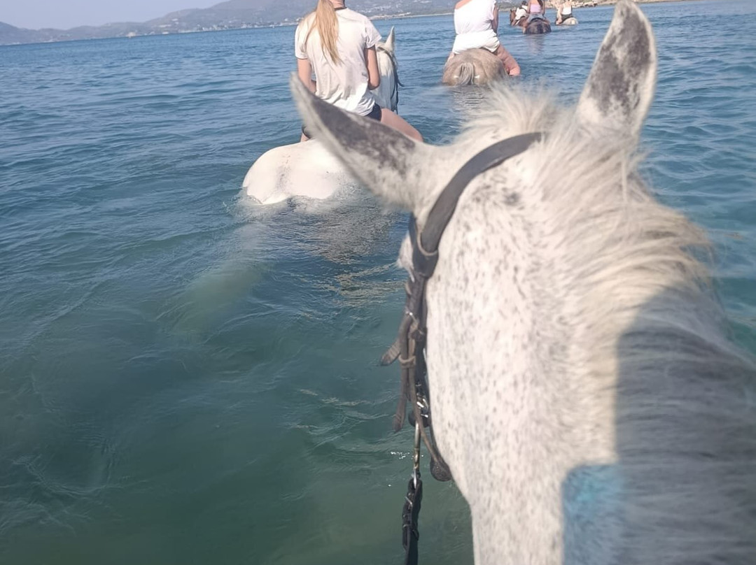 Happy Horses-扎金索斯必去景点