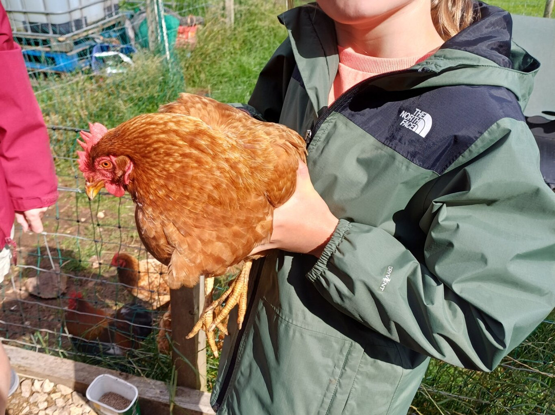 Bellevue Farm Tours-Blackwaterfoot必去景点