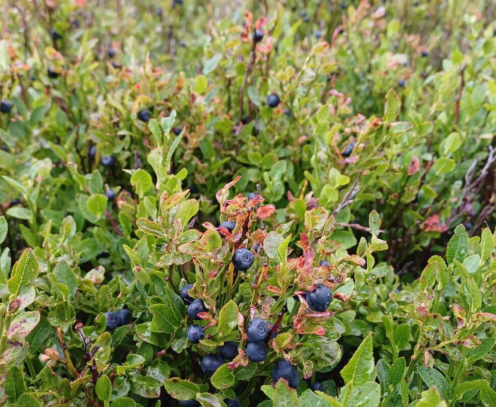 Hotel Friesovy Boudy主图