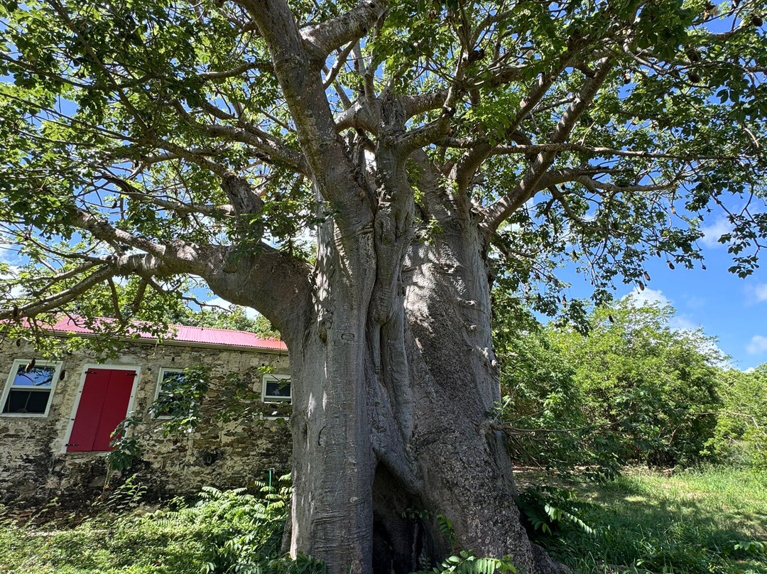 Island Life Adventures-Frederiksted必去景点