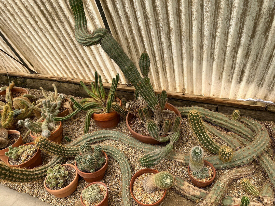 摩登热带植物园-棕榈泉市必去景点