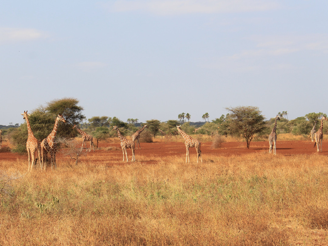 Meru National Park KENYA-Meru National Park必去景点