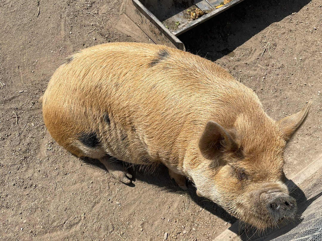 Animal Adventure Park-Harpursville必去景点