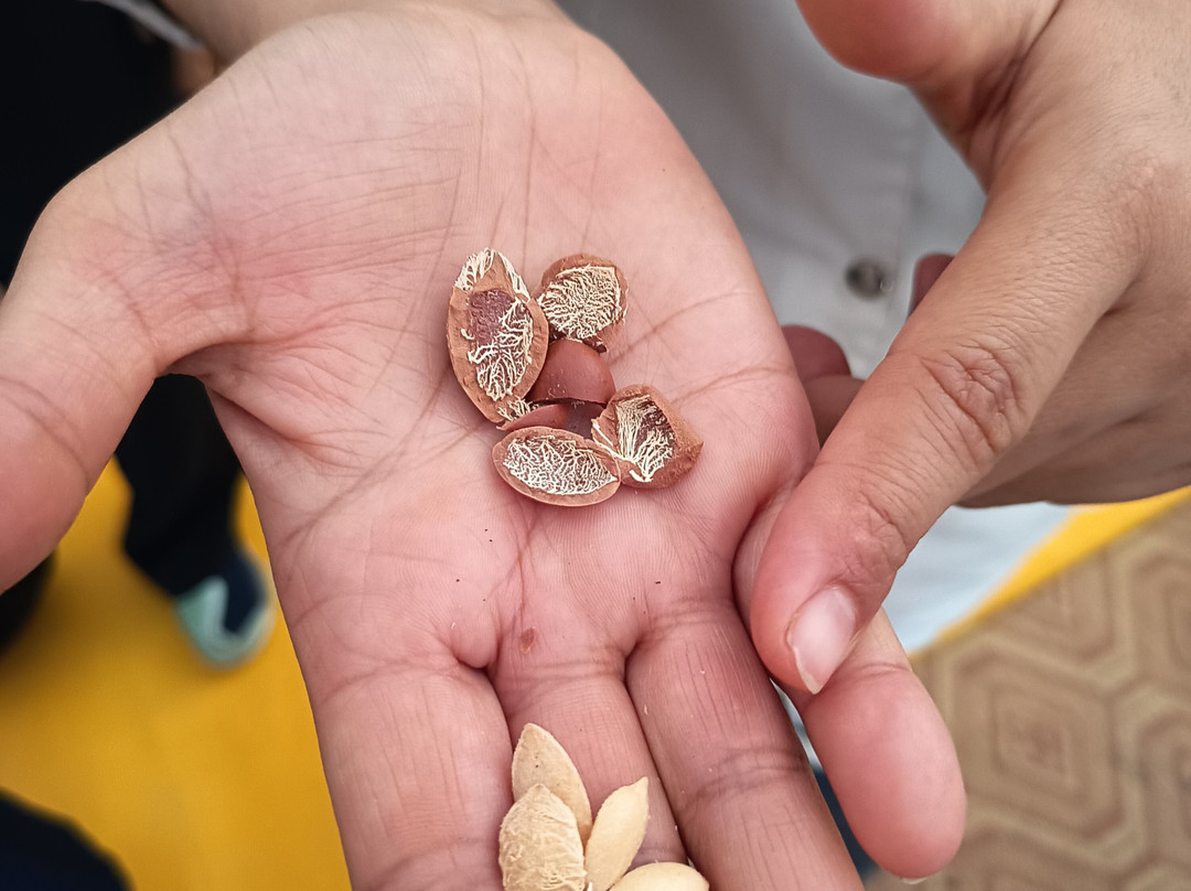 Cooperative Marjana (ARGAN OIL)-索维拉必去景点