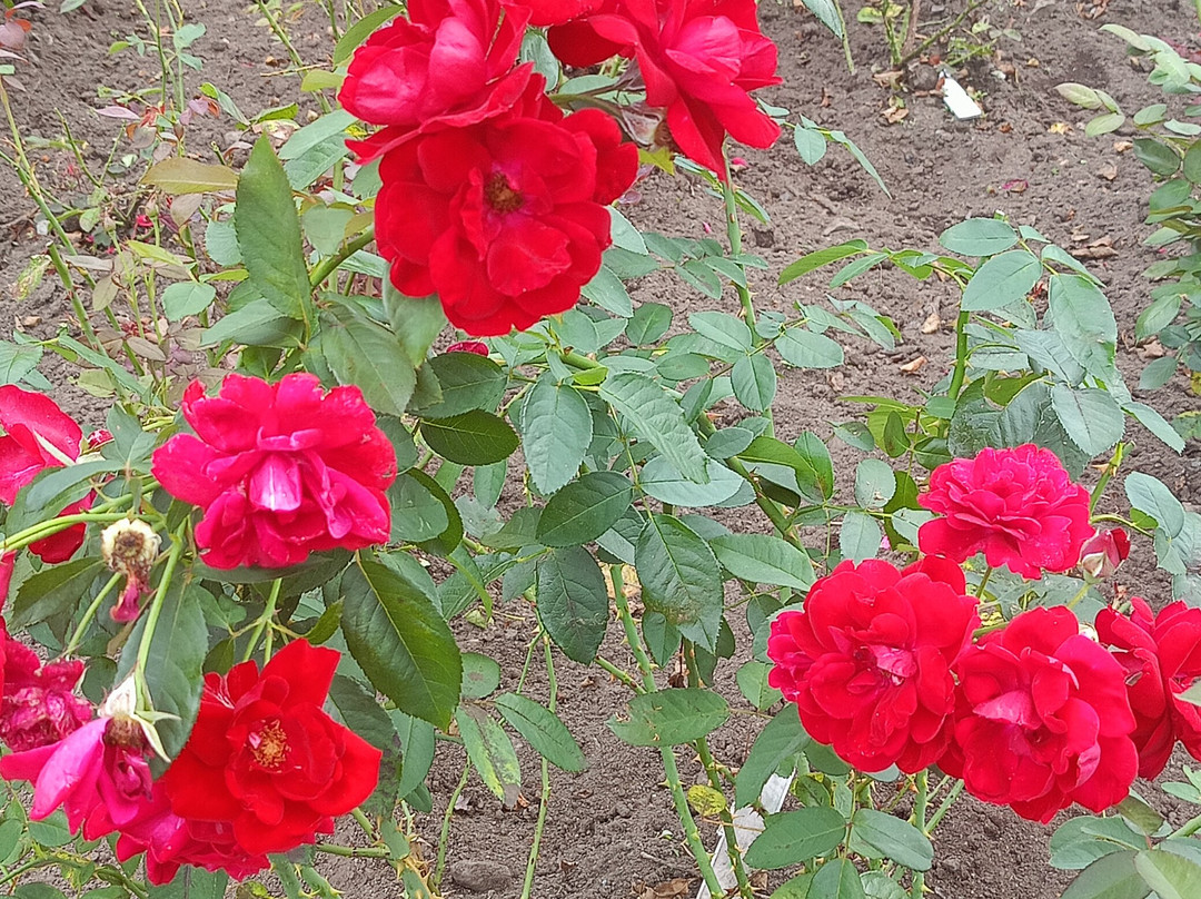 Botanical Garden-Institute-海参崴必去景点