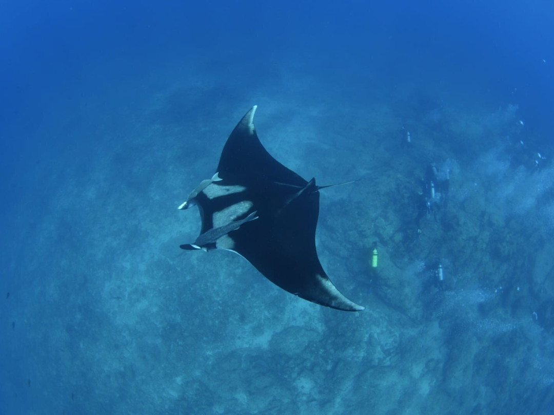 Baja Underwater Expeditions-La Ventana必去景点