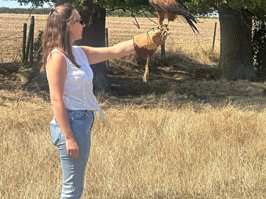 The Falconry School-格洛斯特必去景点