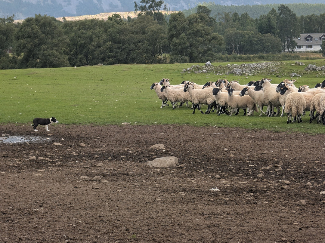 Working Sheepdogs-Kincraig必去景点