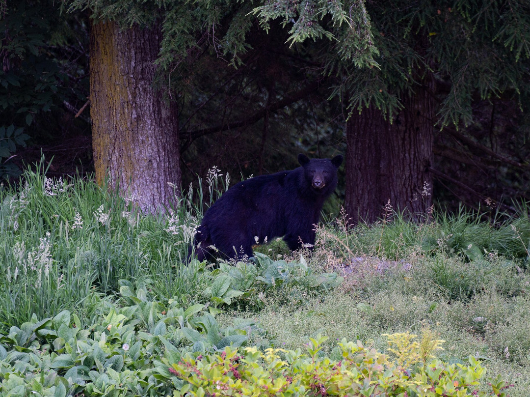 Telegraph Cove Marina & RV Park-Telegraph Cove必去景点