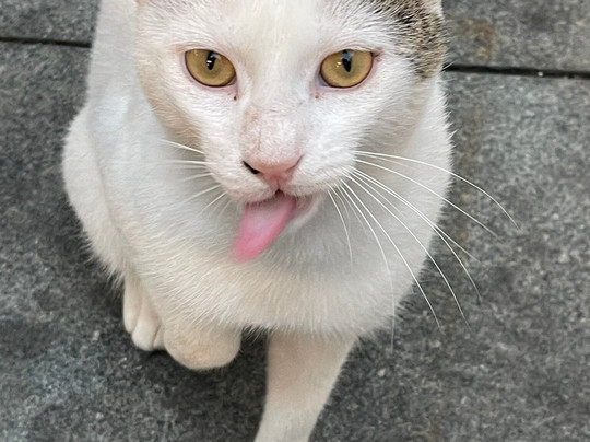 Heybeliada Island-Princes' Islands必去景点