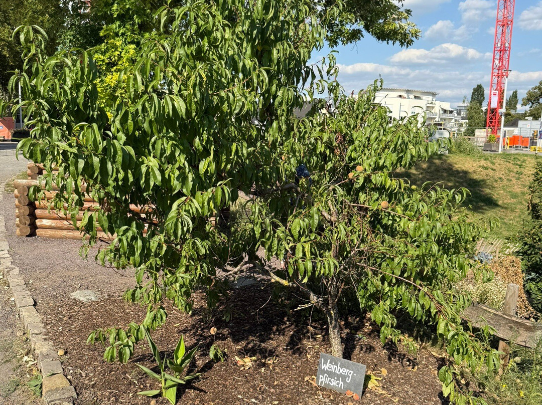 Stadtburg-安德纳赫必去景点