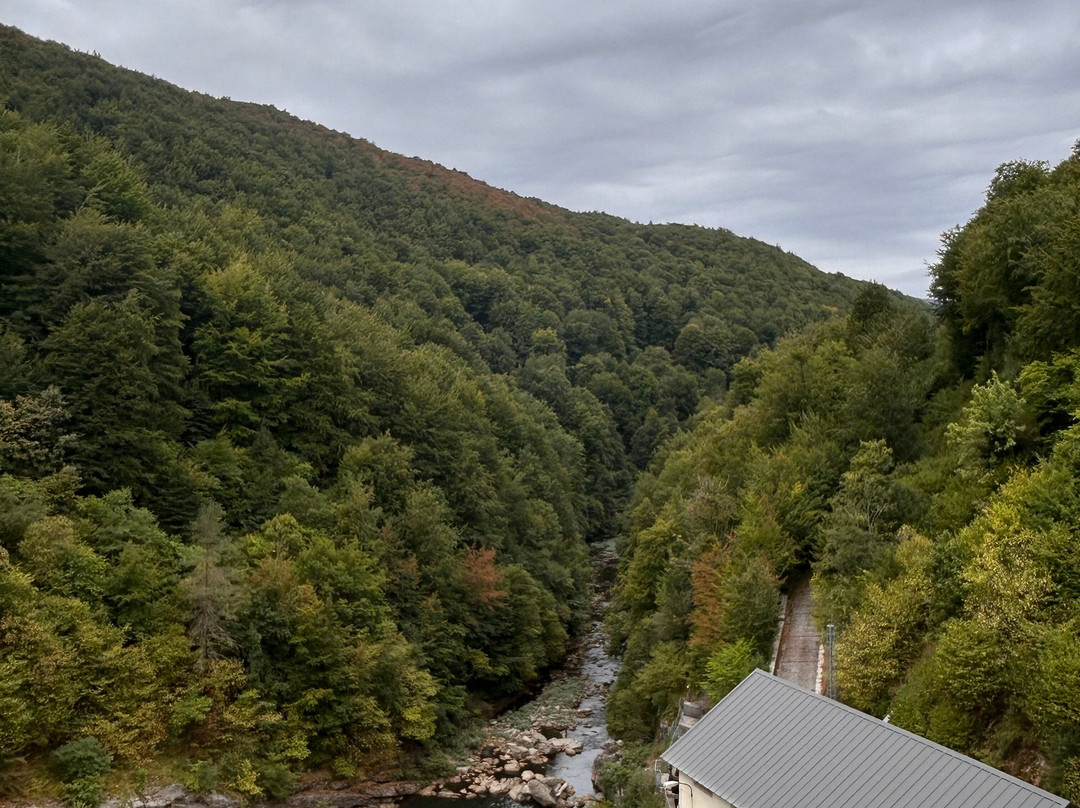 Selva de Irati-纳瓦拉必去景点