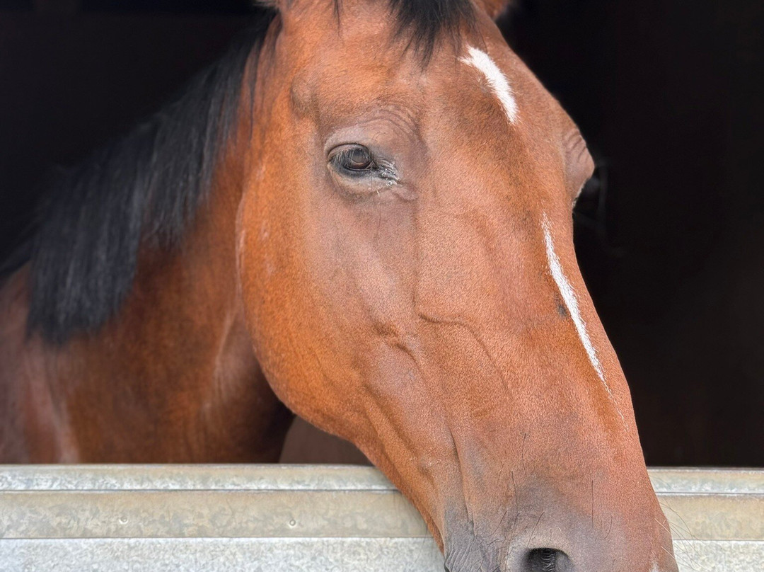 The Horse Trust-里斯伯勒王子城必去景点