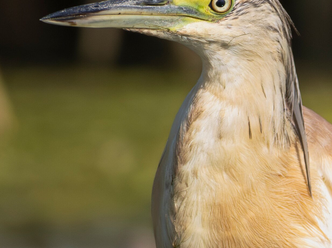 Ebro Delta Birding-Camarles必去景点