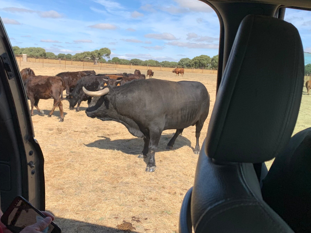 Ganaderia Antonio Palla-Ledesma必去景点