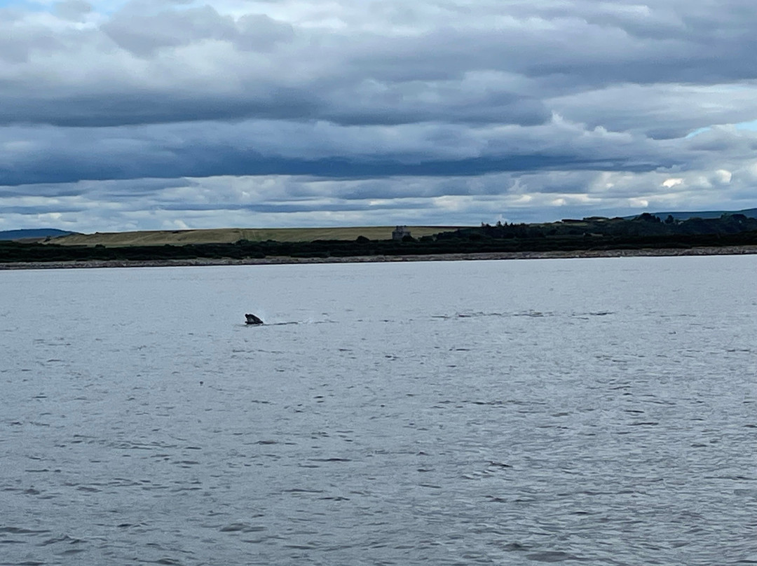 Dolphin Spirit Inverness-因弗内斯必去景点