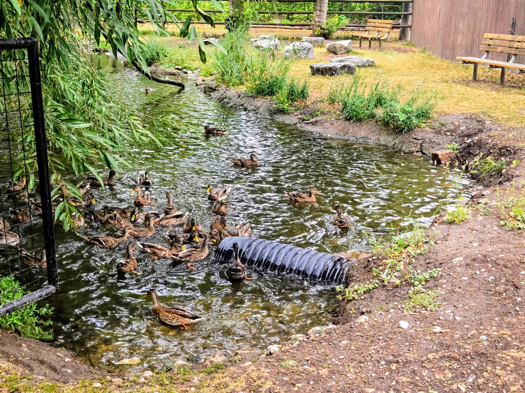 Zootah At Willow Park-洛根必去景点