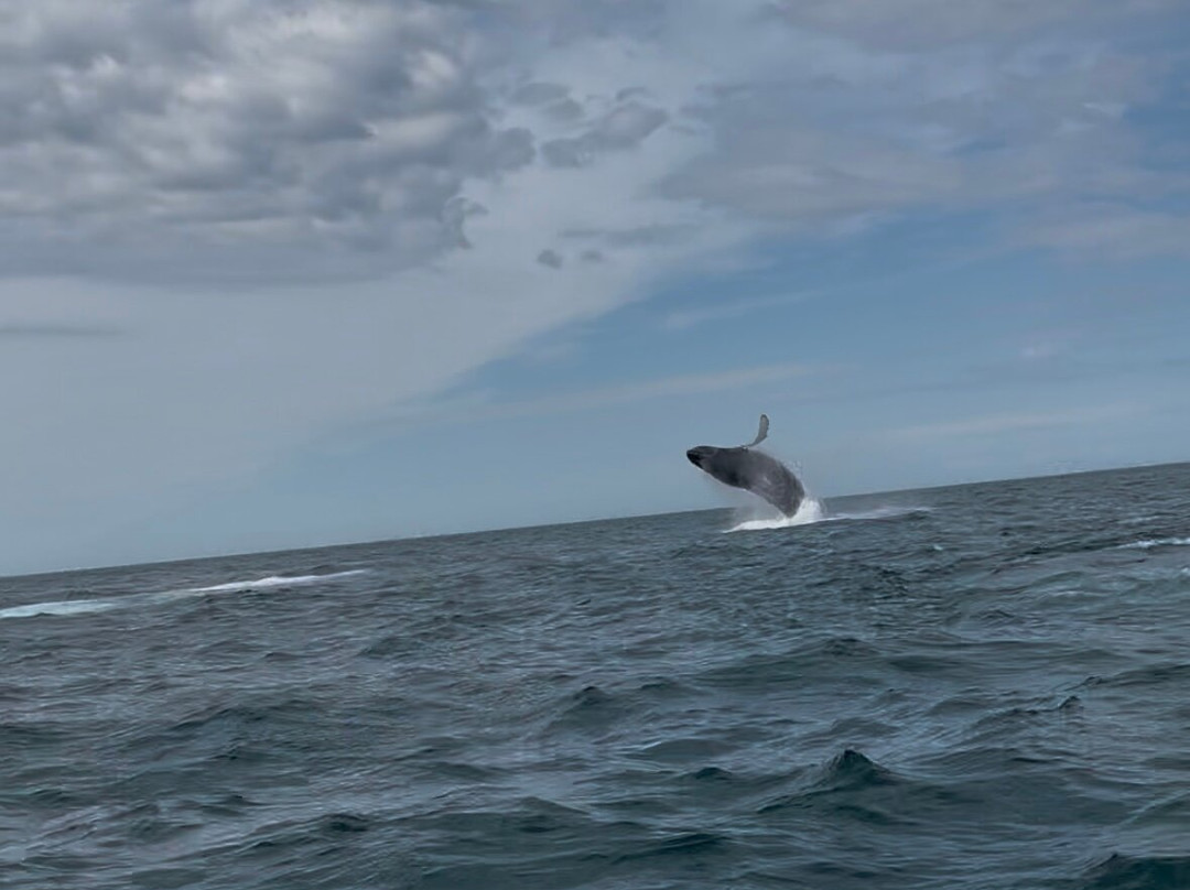 Freeport Whale & Seabird Tours-Freeport必去景点