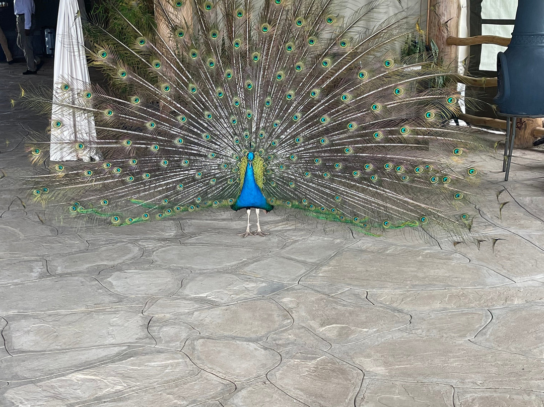 Aisanguyan Safaris-Sekenani必去景点