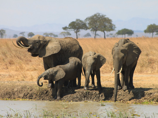 Africalife Tours and Safaris.-莫西必去景点