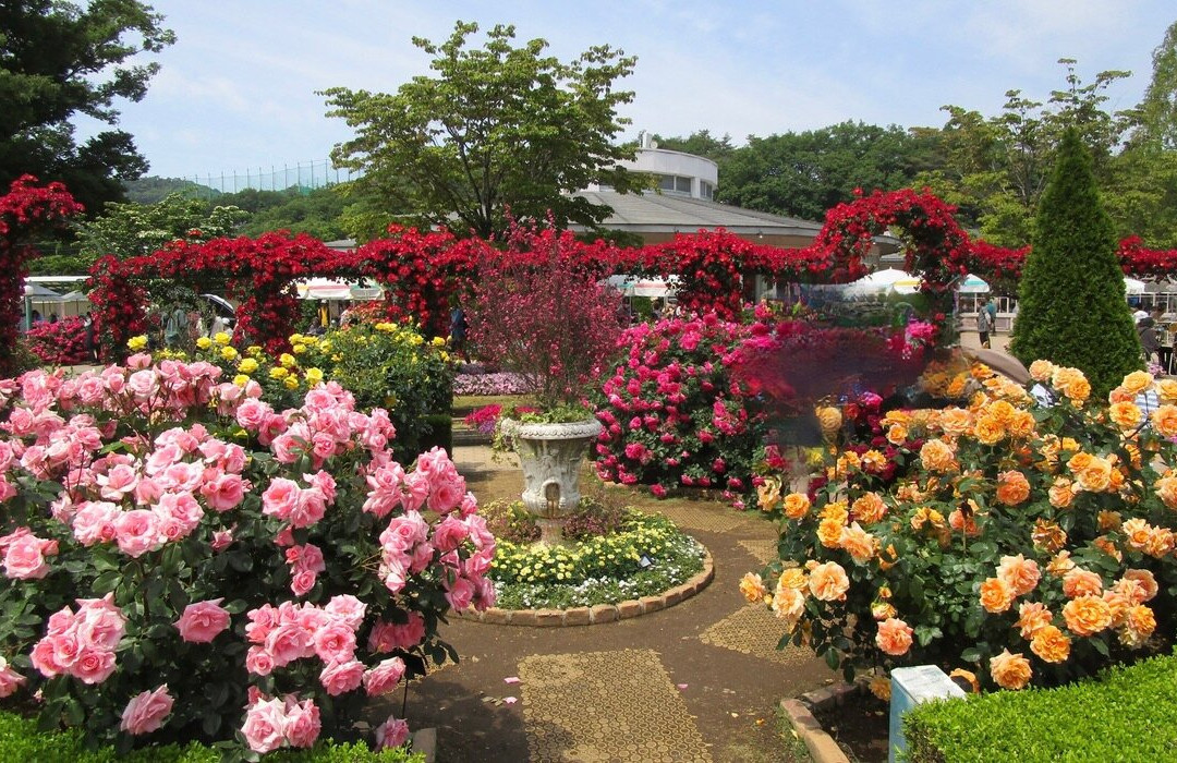 Ashikaga Flower Park-足利市必去景点