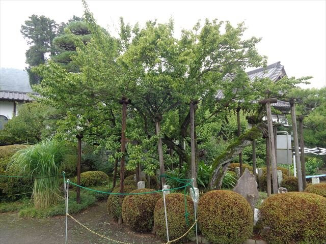 Kongoji Temple-青梅市必去景点