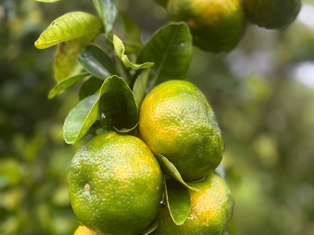 Kaz À Vanille-La Trinite必去景点