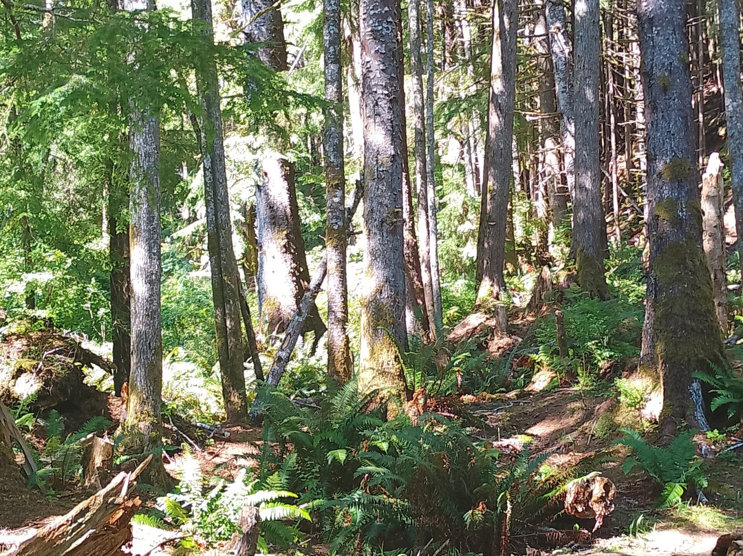 Charlie Hartie Creek Trail-Daajing Giids必去景点