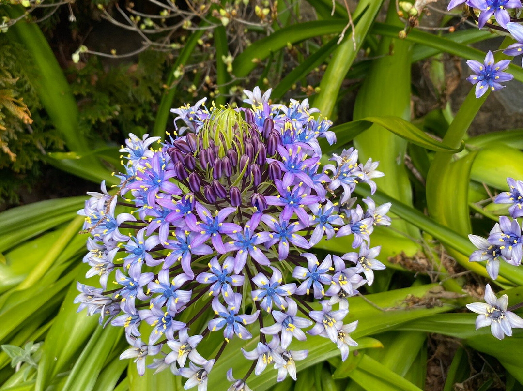 The Blue Mountains Botanic Garden-Mount Tomah必去景点