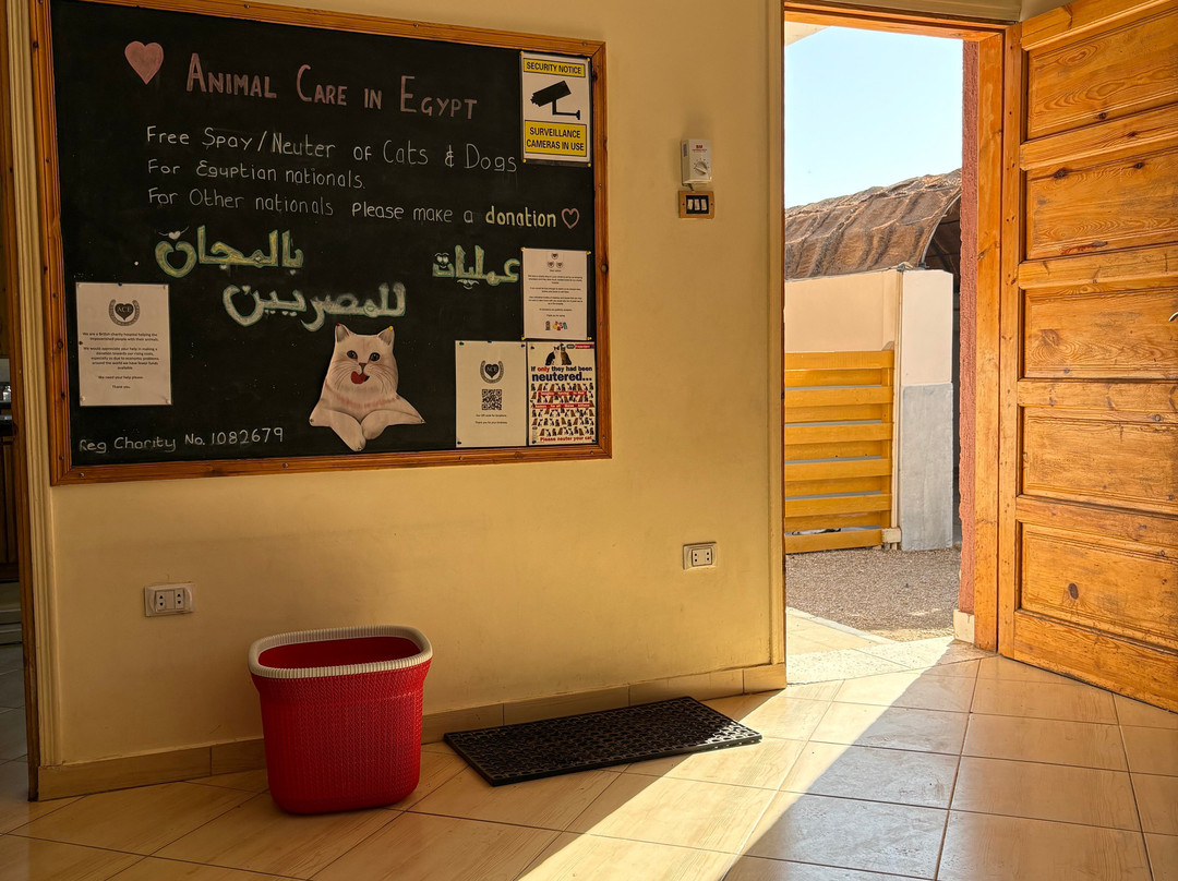 ACE - Animal Care in Egypt-卢克索必去景点