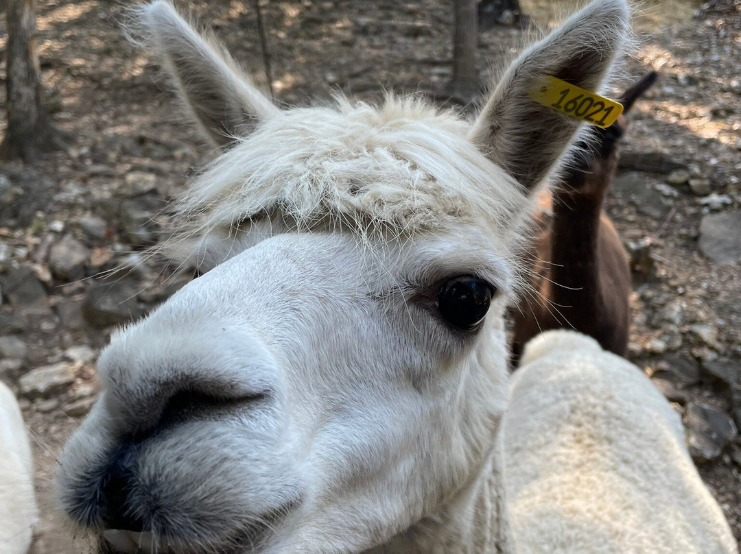 Branson's Promised Land Zoo-布兰森必去景点