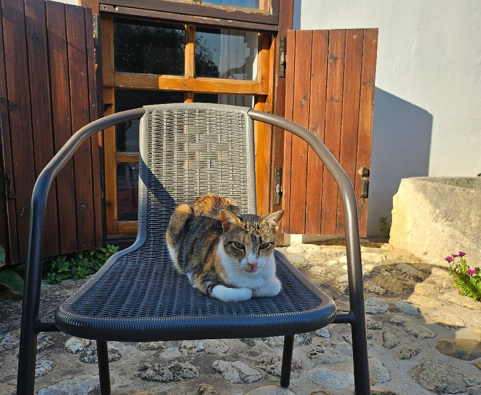 Oasis Guesthouse主图