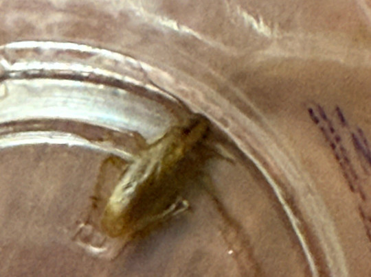 Fort Washington Inn主图